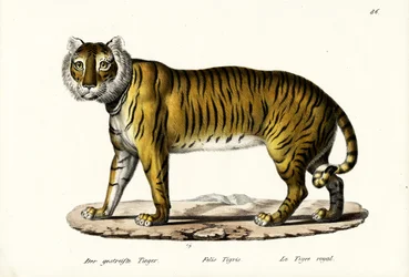 Tigre Royal, 1824